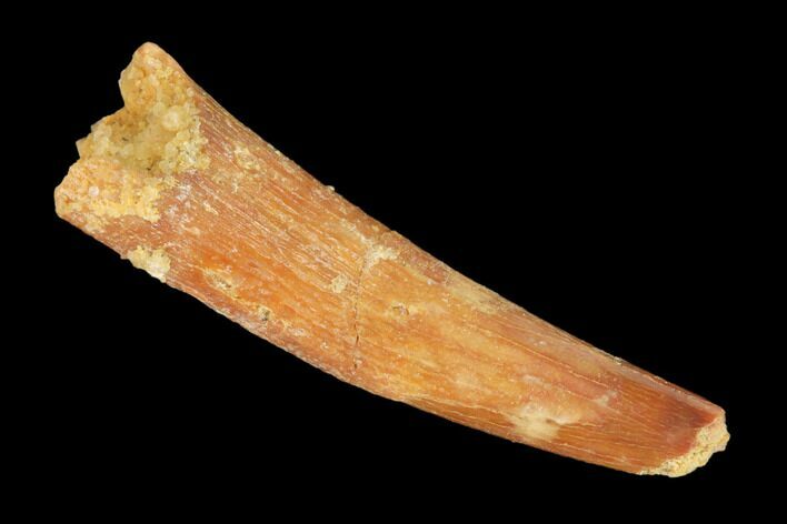 Bargain, Fossil Pterosaur (Siroccopteryx) Tooth - Morocco #145189